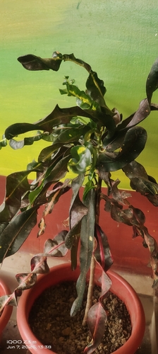 Variegated Croton