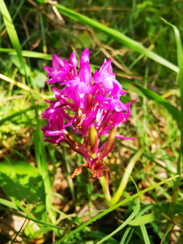 pyramidal orchid