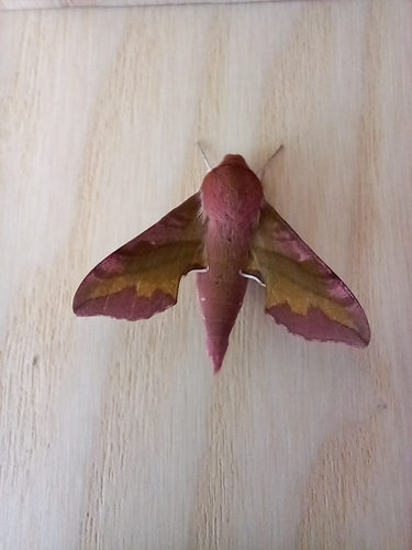 Small Elephant Hawkmoth