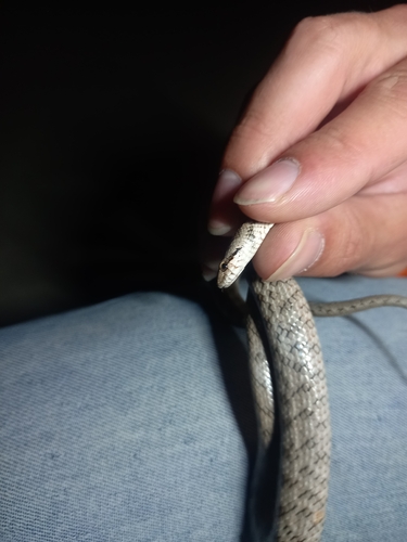 Southern Smooth Snake