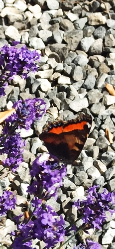 Small Tortoiseshell
