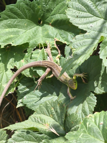 Western Green Lizard