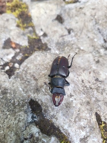 European Stag Beetle