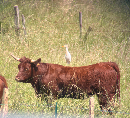 Western Cattle-Egret