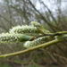 Salix × holosericea - Photo (c) Tig, todos os direitos reservados, uploaded by Tig