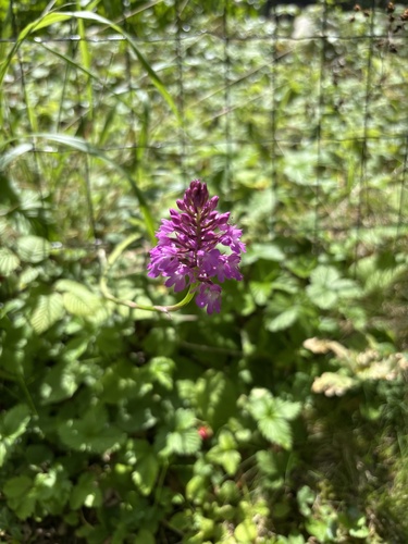 pyramidal orchid