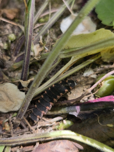 European Glow-worm