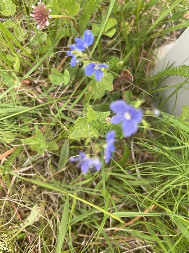 Germander Speedwell