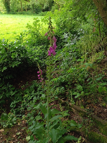 purple foxglove
