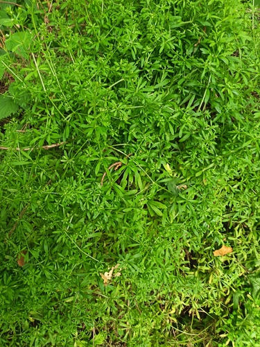 catchweed bedstraw