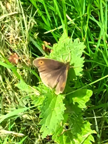 Meadow Brown