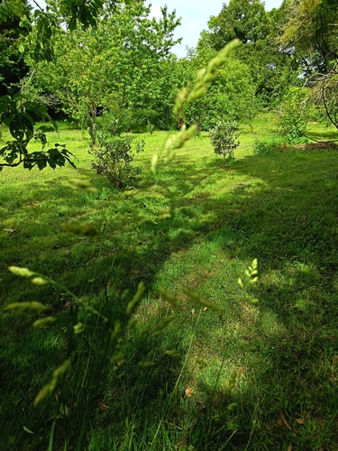orchard grass