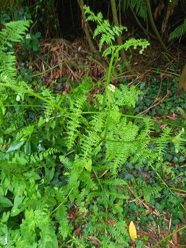 common bracken