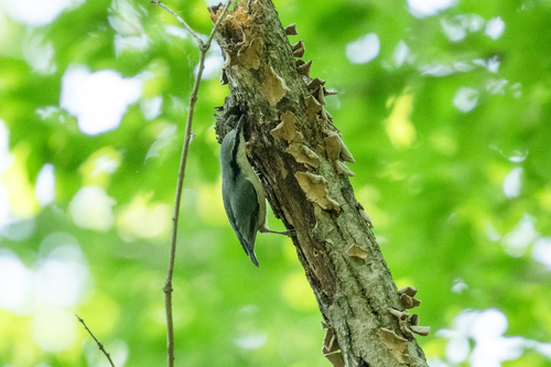 Eurasian Nuthatch