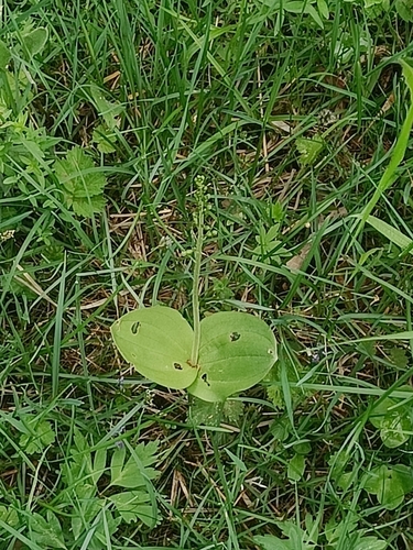 Common Twayblade