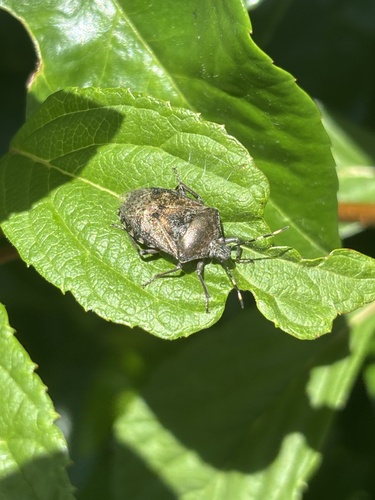 Mottled Stink Bug