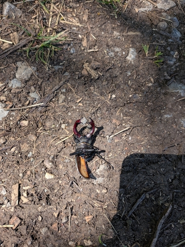 European Stag Beetle