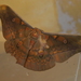 Antheraea broschi - Photo (c) gonature Lam, all rights reserved, uploaded by gonature Lam
