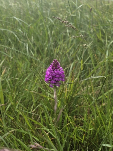 pyramidal orchid