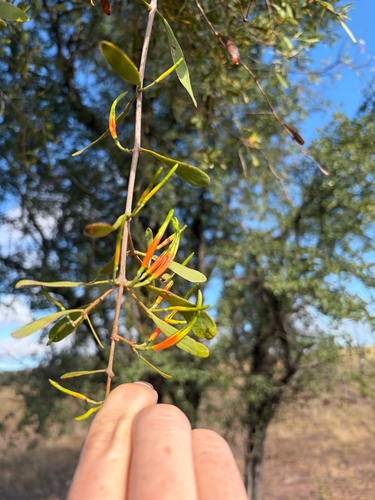 northern mistletoe