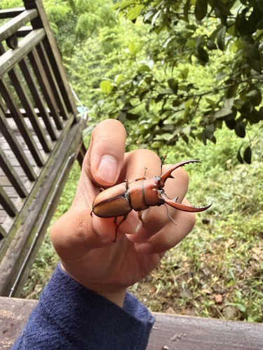 Common Red Stag Beetle