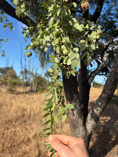 White Bauhinia