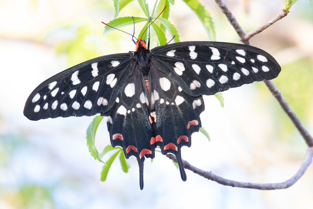 Madagascar Giant Swallowtail From Toliara Ii Madagascar On November 24