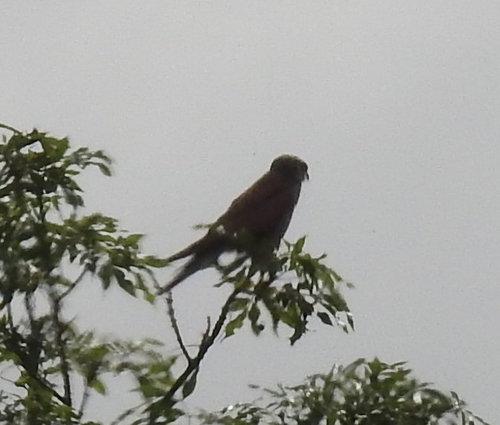 Eurasian Kestrel