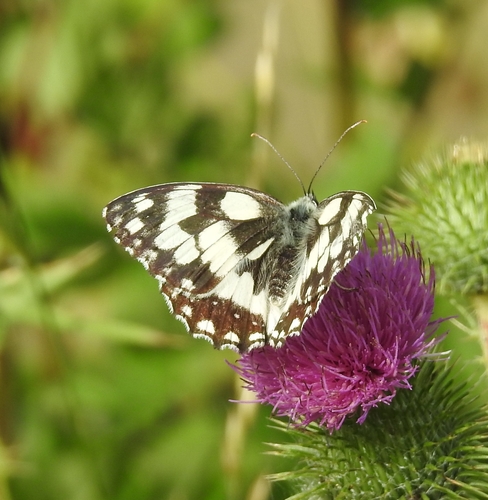 Marbled White
