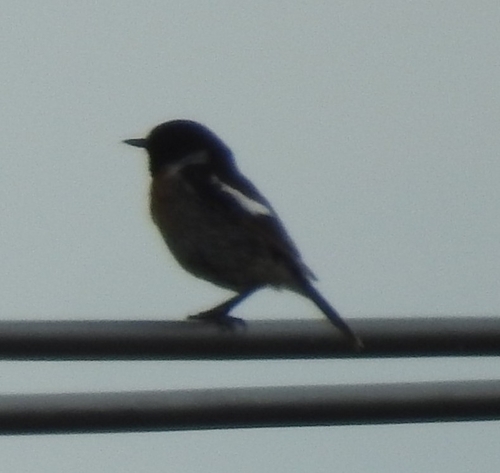 European Stonechat