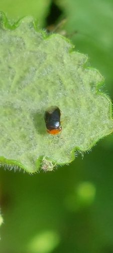 Geocoris erythrocephalus