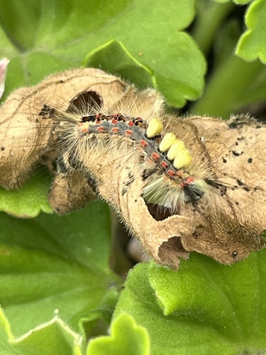 Rusty Tussock Moth