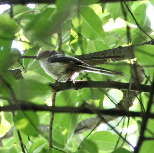Long-tailed Tit