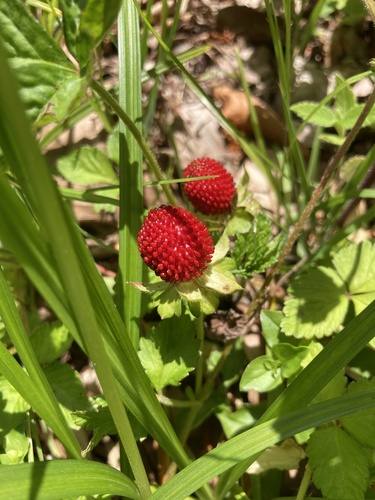 mock strawberry