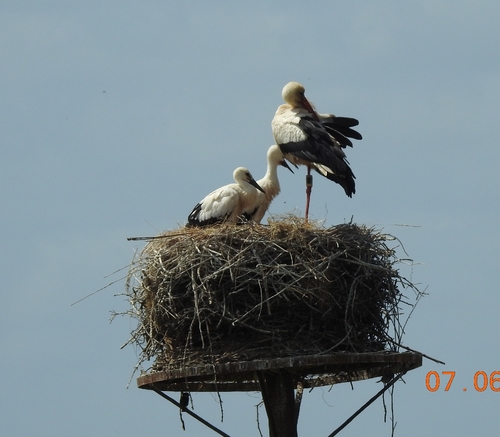 White Stork