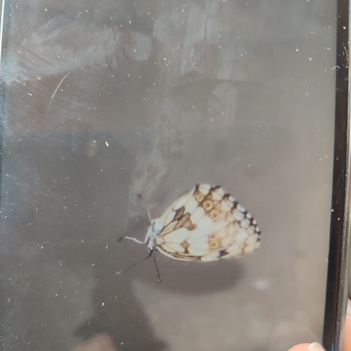 Marbled White