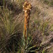 Puya cryptantha - Photo (c) ganaderiacolombianasostenible, all rights reserved, uploaded by ganaderiacolombianasostenible