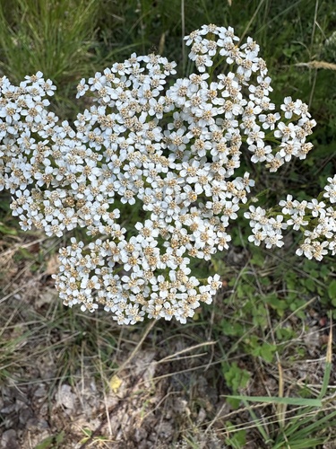 common yarrow