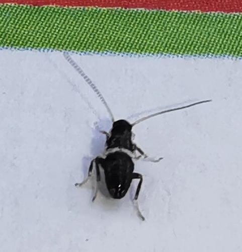 Variable Cockroach