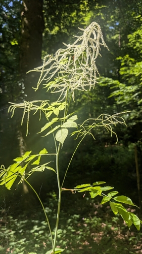 Goatsbeard