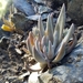 Mouse-gray Dudleya - Photo (c) Michelle C. Torres-Grant, all rights reserved, uploaded by Michelle C. Torres-Grant