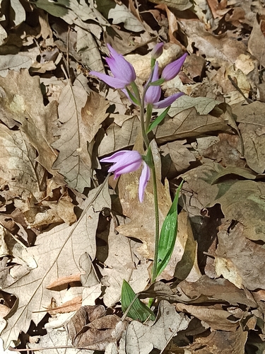 Red Helleborine