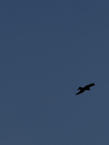 Black Kite