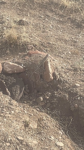 Eastern Collared Lizard