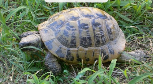 Hermann's Tortoise