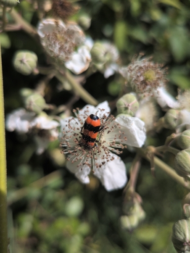 Bee-eating Beetle