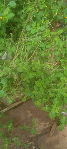 Devil's Horsewhip