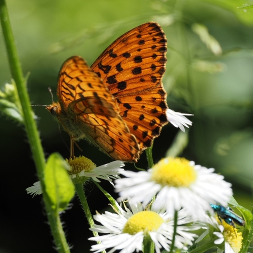 Marbled Fritillary