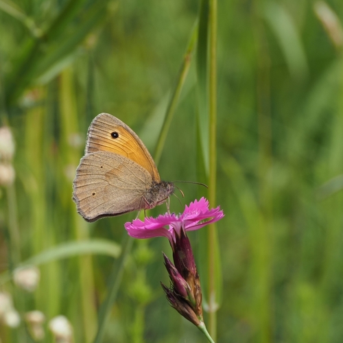 Meadow Brown