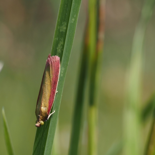 Rosy-striped Knot-horn